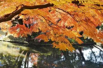 Golden shades of Autumn