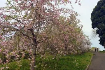 Sakura menjuntai.
