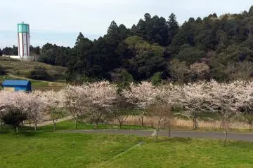 Tenjinyama mempunyai banyak lahan pohon sakura.
