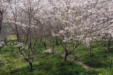 Pohon sakura yang cantik