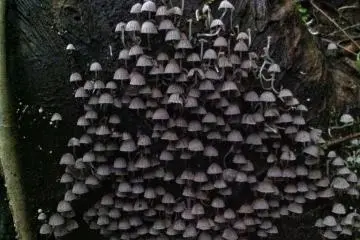 Unusual nature in abundance