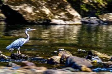 Amazing bird life along your voyage (Photo: <a href="https://www.flickr.com/photos/mdesisto/2857608170/" target="_blank" rel="noreferrer noopener nofollow">Mike Desisto</a> / <a href="https://creativecommons.org/licenses/by-nc/2.0/" target="_blank" rel="noreferrer noopener nofollow">CC BY-NC 2.0</a>)