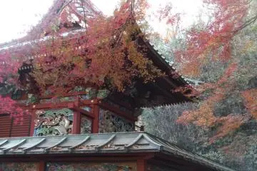 Autumn colors provide a beautiful backdrop