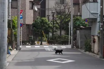 Streets of Aoto.