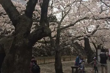 Stopping for a break under the trees