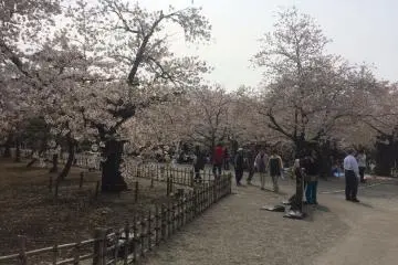 There are hundreds of cherry trees on the castle grounds