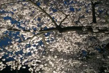 Some of the trees are lit up at night