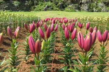 Des lys magenta