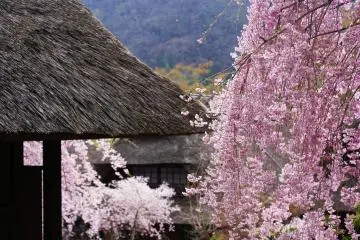 Cerisiers en fleurs devant un toit de chaume