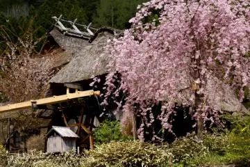 Les cerisiers pleureurs sont en fleurs à la mi-avril