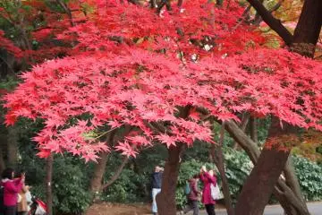 新宿御苑