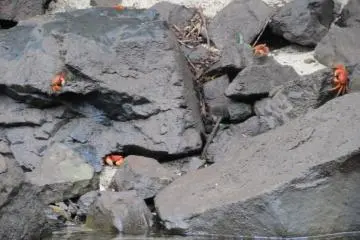 <p>ปูบนริมฝั่งแม่น้ำ</p>