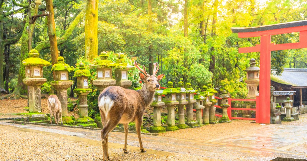 Things to do in Nara - Japan Travel