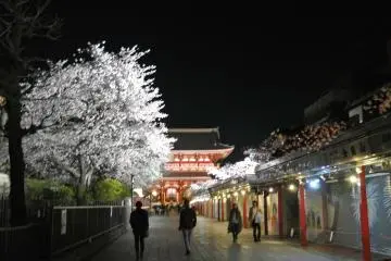 Senso-ji Temple also has beautiful Sakura lit up at night