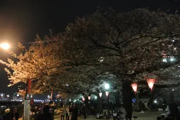 Lots of people enjoying night time hanami at Sumida Park