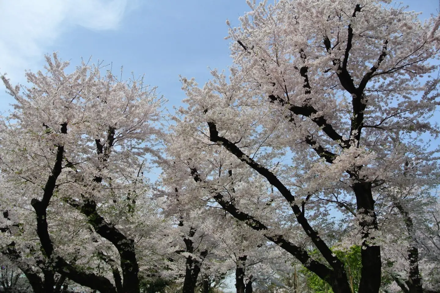 Cherry Blossoms of Asukayama Park