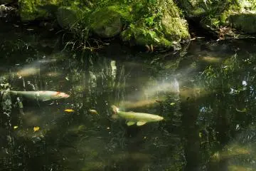 Koi-watching