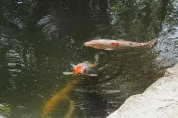 Koi-watching