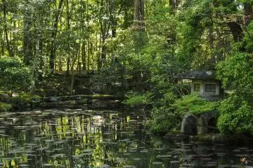 Lush trees and lily pads fill the garden.