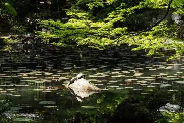 Spotted: (fake) turtles!