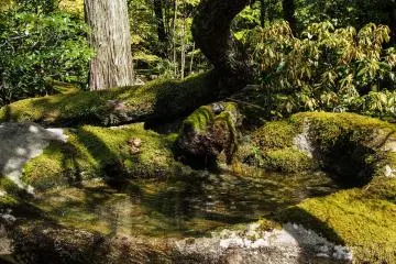 You might be lucky enough to catch some birds bathing here.