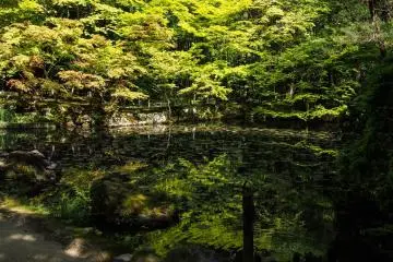 Lush green trees fill the reflection of the water.