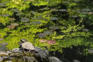 Turtles and lily pads.