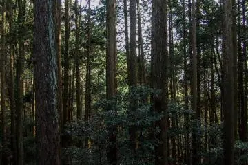 Dense forest during the climb.