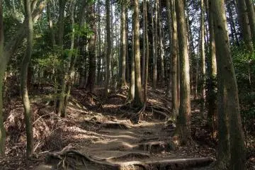 Patches of sunlight make their way through patches of bright green leaves.
