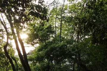 Sunset making its way through the trees.