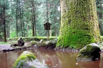 Next to Kannon-do is Onyo-seki, or the Yin and Yang Stones. Two natural stones are placed next to each other; Yang symbolizes a male and Yin a female. Prayers for fertile land are given at this spot.