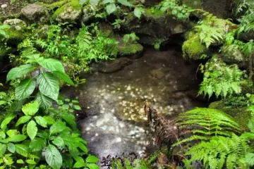 Sake-no-izumi, or the fountain of sake, is a small pond with pure, mountain water. Priest Kobo offered this pure water to a god many years ago, and the water has been worshipped by sake makers for it's pure, delicious taste.