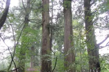 Behind Takino’o Shrine is Goshinobuku, which means “sacred trees”. Many years ago, a goddess came down to these three trees. After the original fell down, others were replanted in their place. One of the original trees can still be seen at the front.