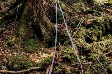 La Forêt d'Aokigahara