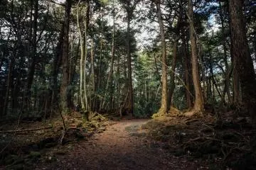 La Forêt d'Aokigahara
