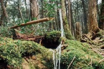 La Forêt d'Aokigahara