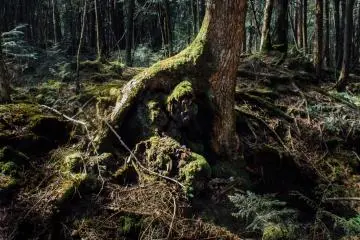 La Forêt d'Aokigahara