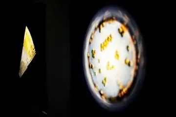 Christian Sardet's Plankton