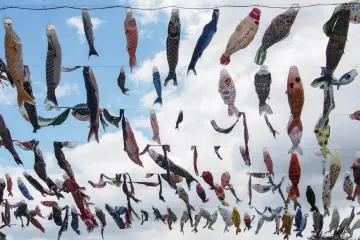 Carp-streamers fill the sky.