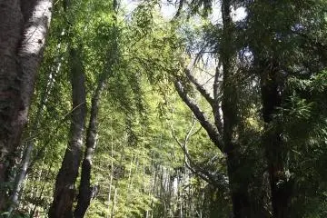 The path heads into thicker forest here