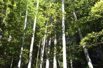 That's some tall bamboo