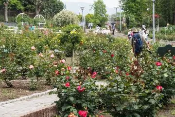 Roses upon roses