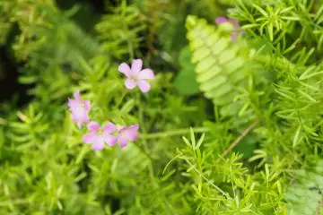 One of the hundreds of flower varieties here.