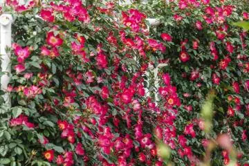 Spotlighting the beauty of flowers