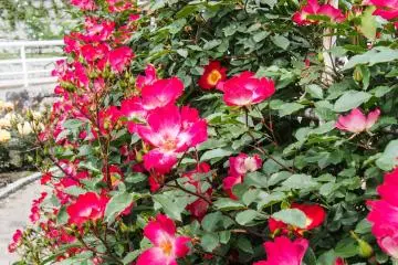 Spotlighting the beauty of flowers, indeed.