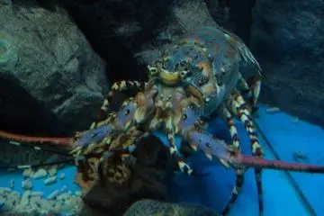 More friendly sea critters are around every turn,