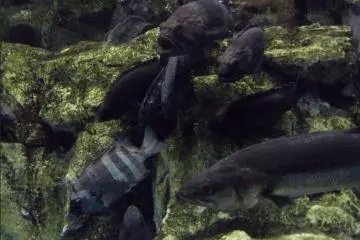 Native Aomori and rare species of marine life are on display.