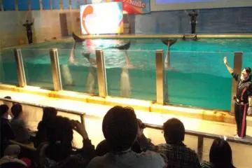 The dolphin arena.