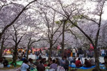 Hanami di Taman Nishi