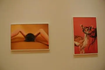 Interesting suggestive photographs